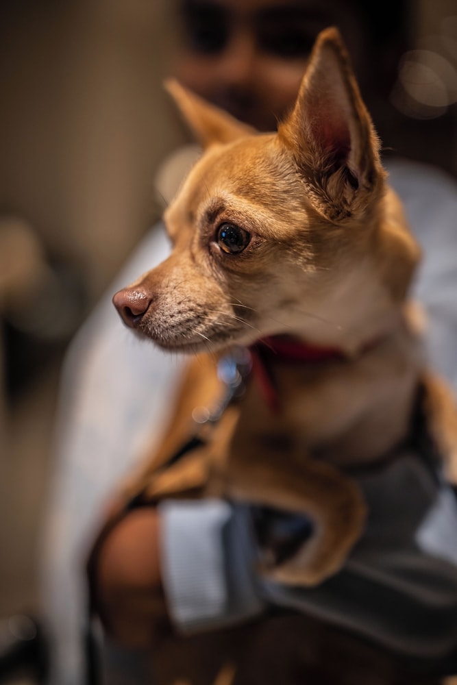 반려동물 동반 가능