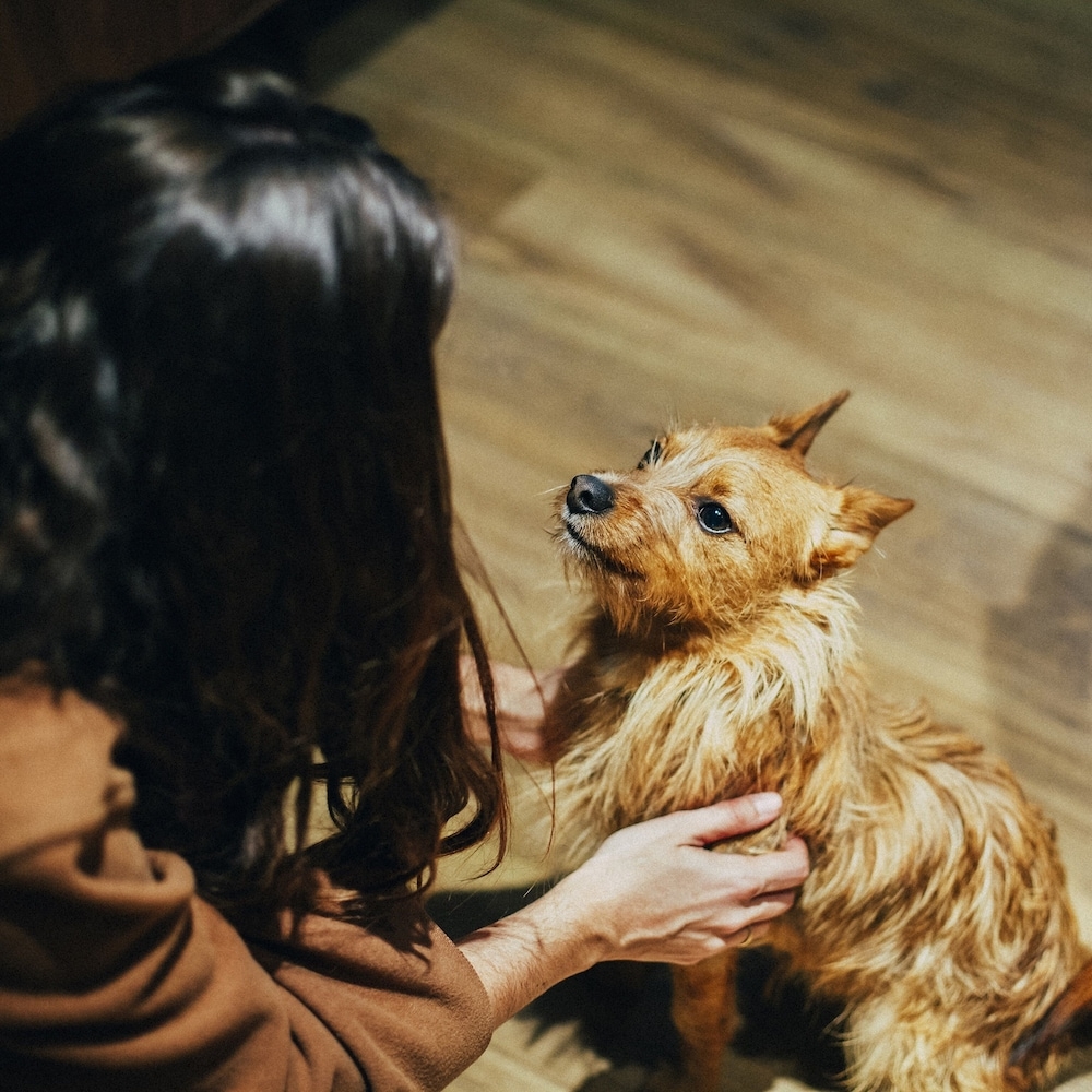 반려동물 동반 가능