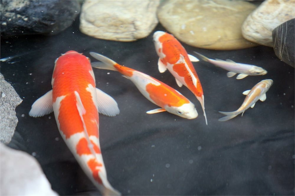 반려동물 동반 가능