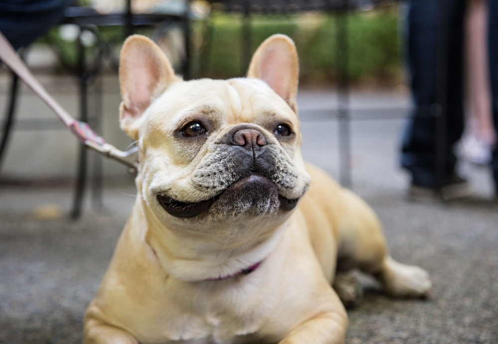 반려동물 동반 가능