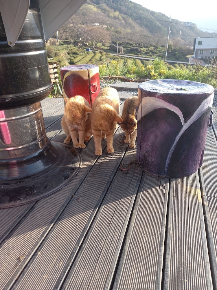 반려동물 동반 가능