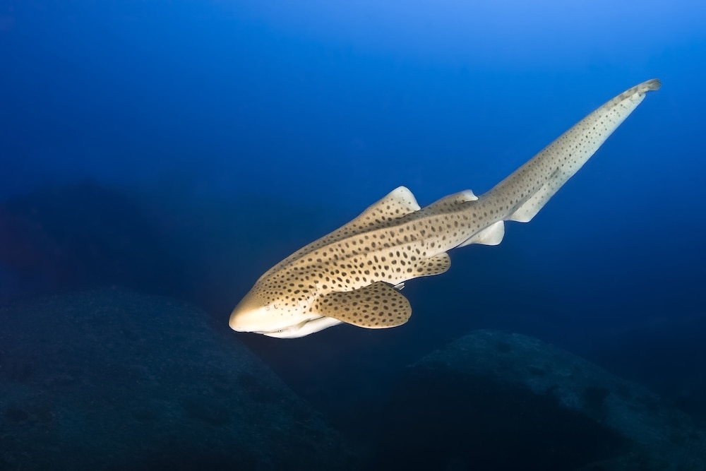숙박 시설의 전망