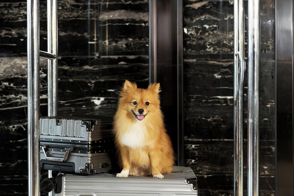 반려동물 동반 가능