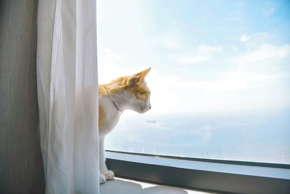 반려동물 동반 가능