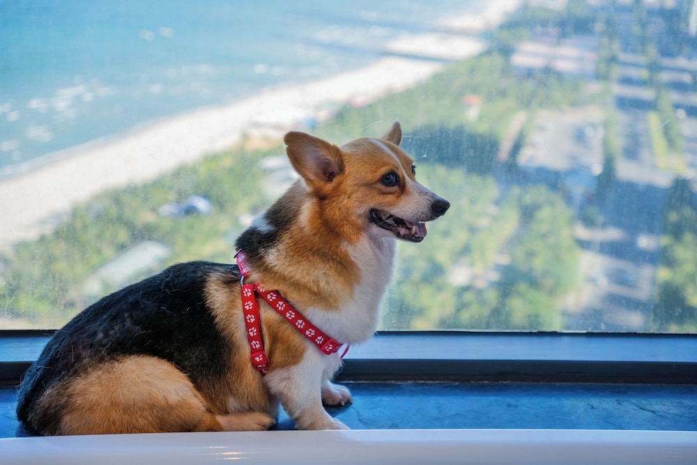 반려동물 동반 가능