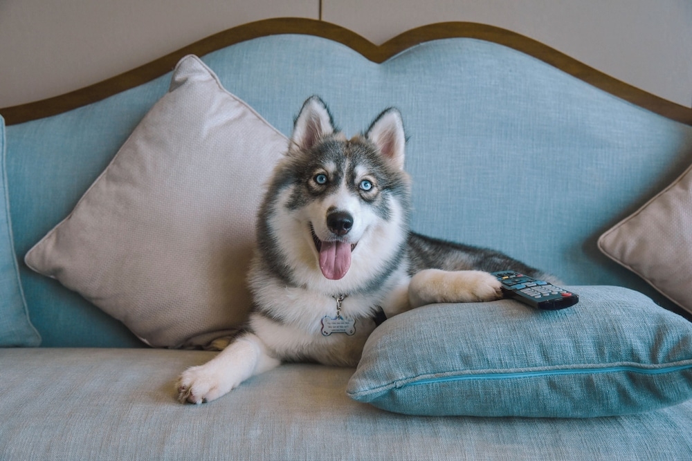 반려동물 동반 가능