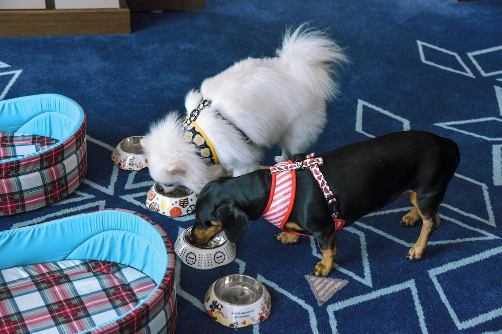 반려동물 동반 가능