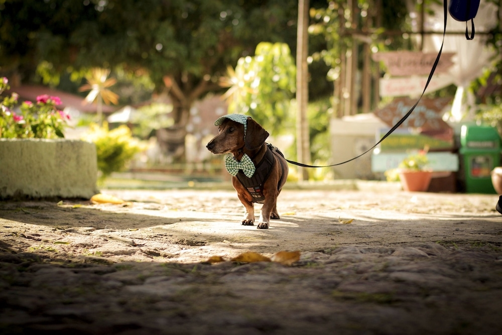 반려동물 동반 편의 시설