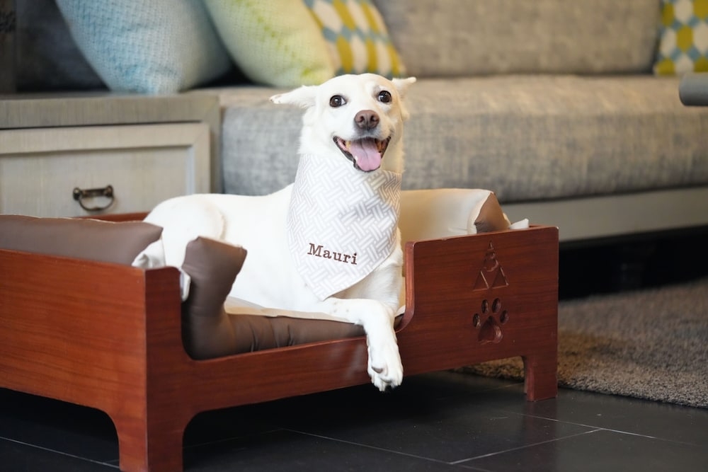 반려동물 동반 편의 시설