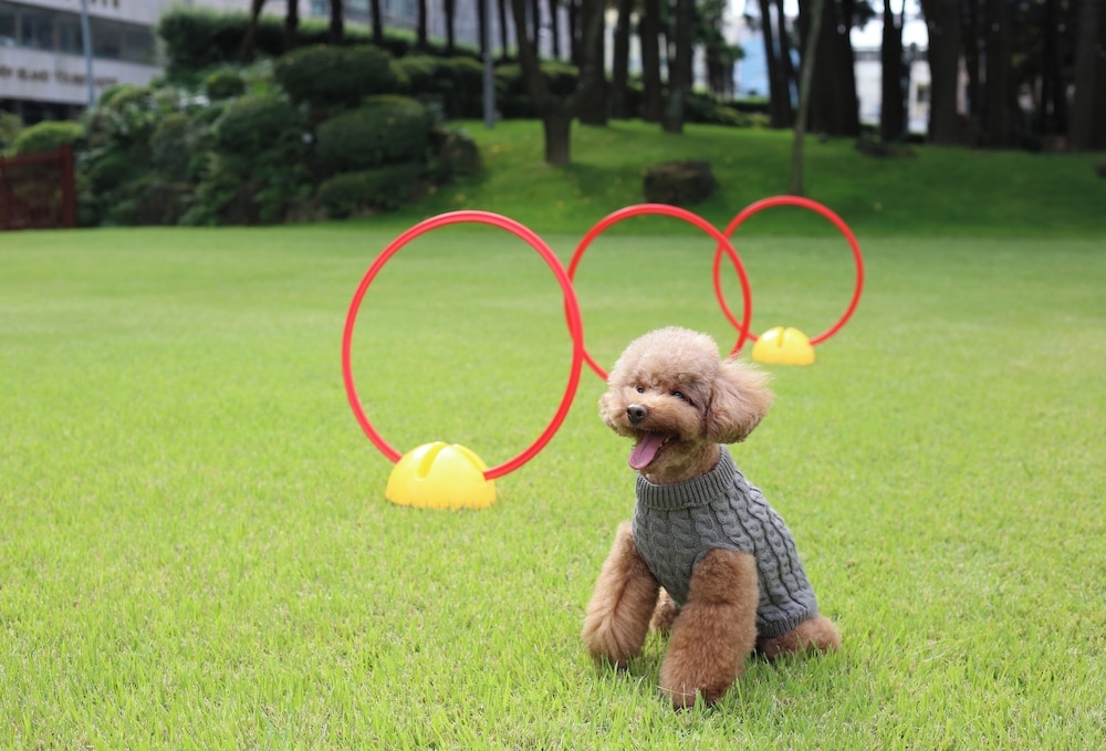 반려동물 동반 편의 시설