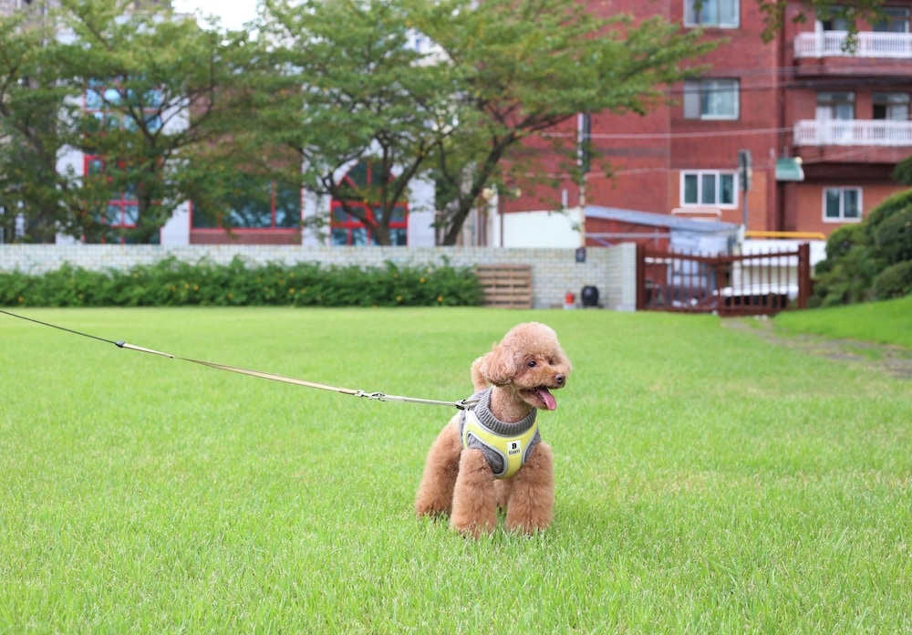 반려동물 동반 편의 시설