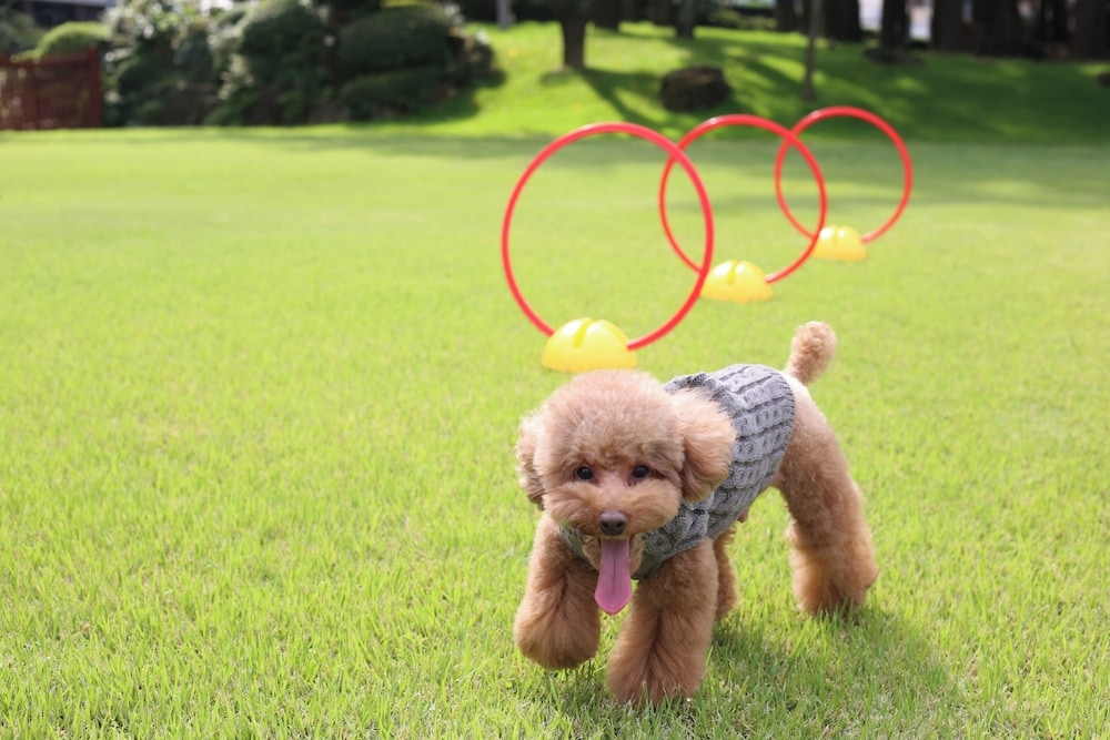 반려동물 동반 편의 시설