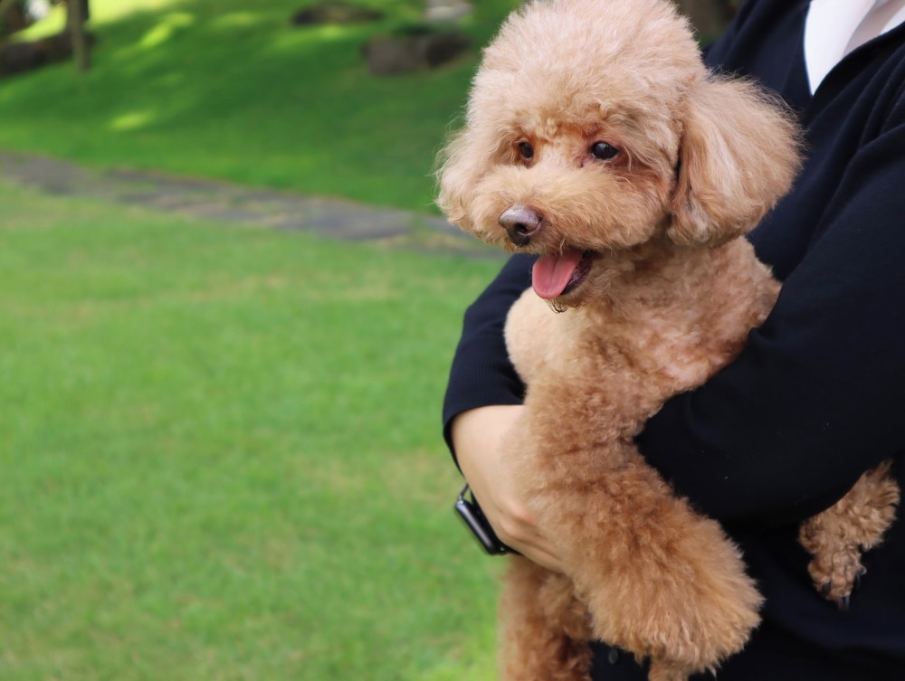 반려동물 동반 편의 시설