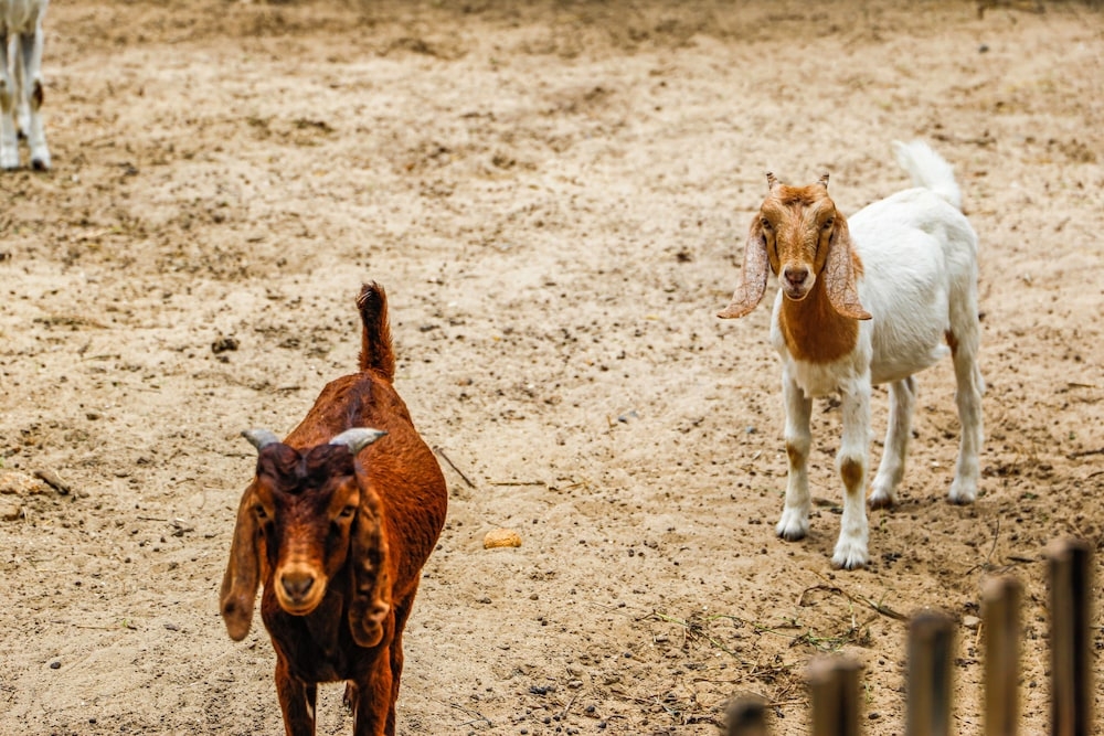 어린이 즐길거리