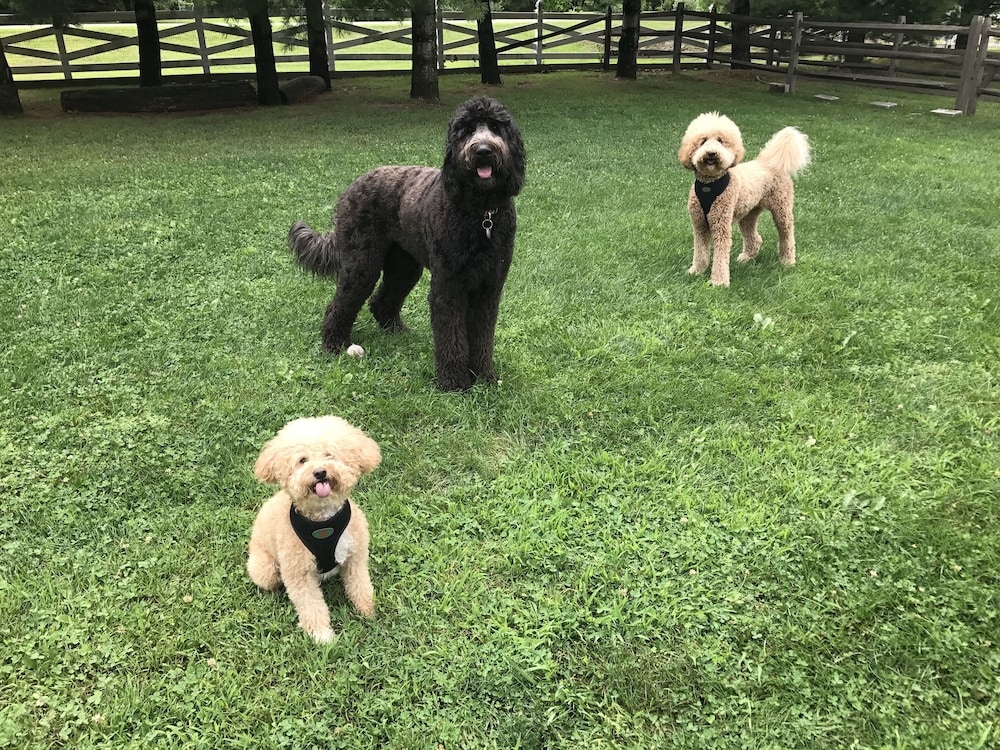 반려동물 동반 가능