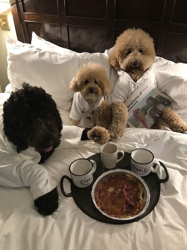 반려동물 동반 가능