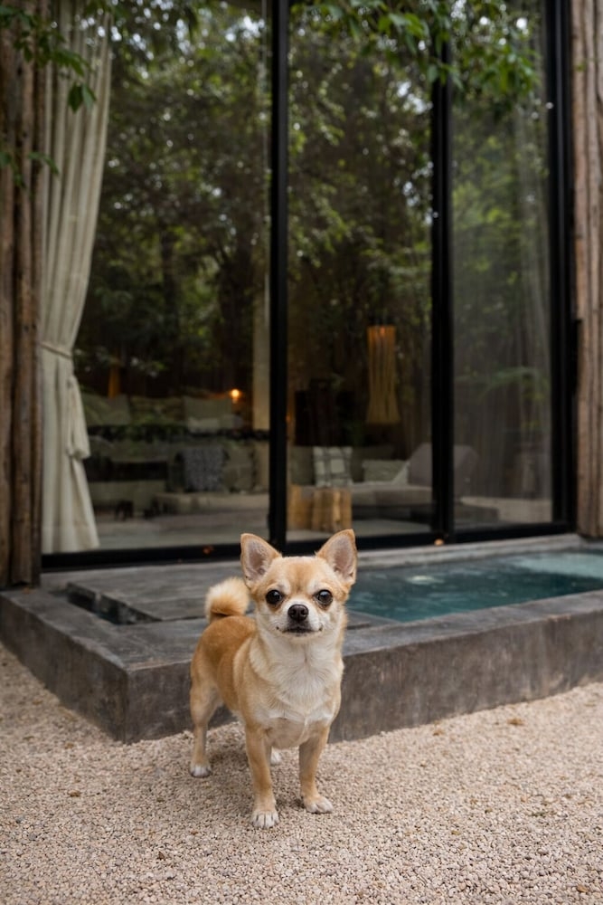 반려동물 동반 가능