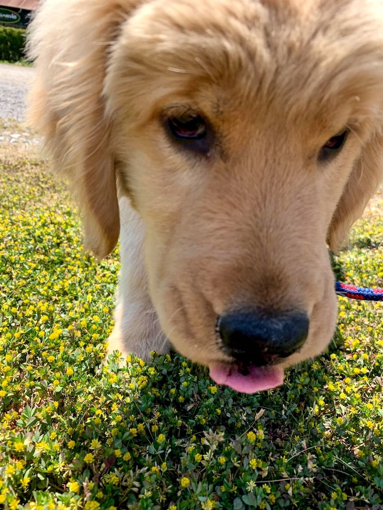 반려동물 동반 가능