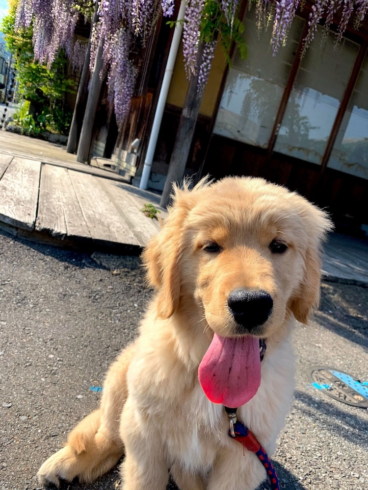 반려동물 동반 가능