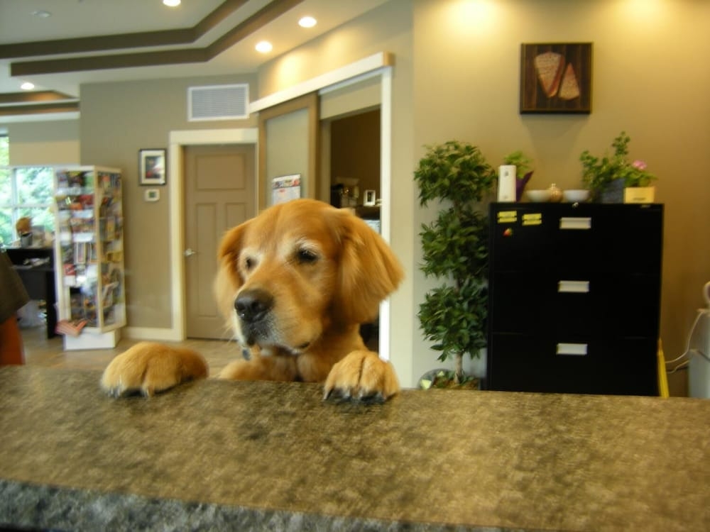 반려동물 동반 가능