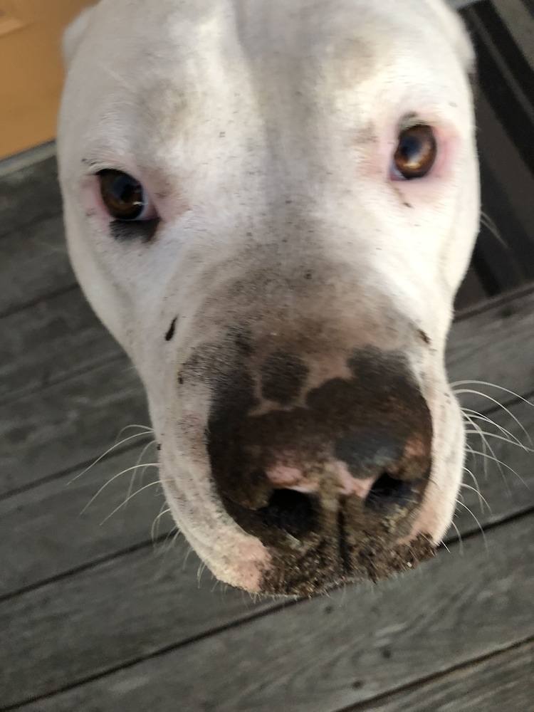 반려동물 동반 가능