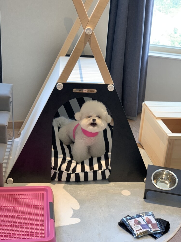 반려동물 동반 가능