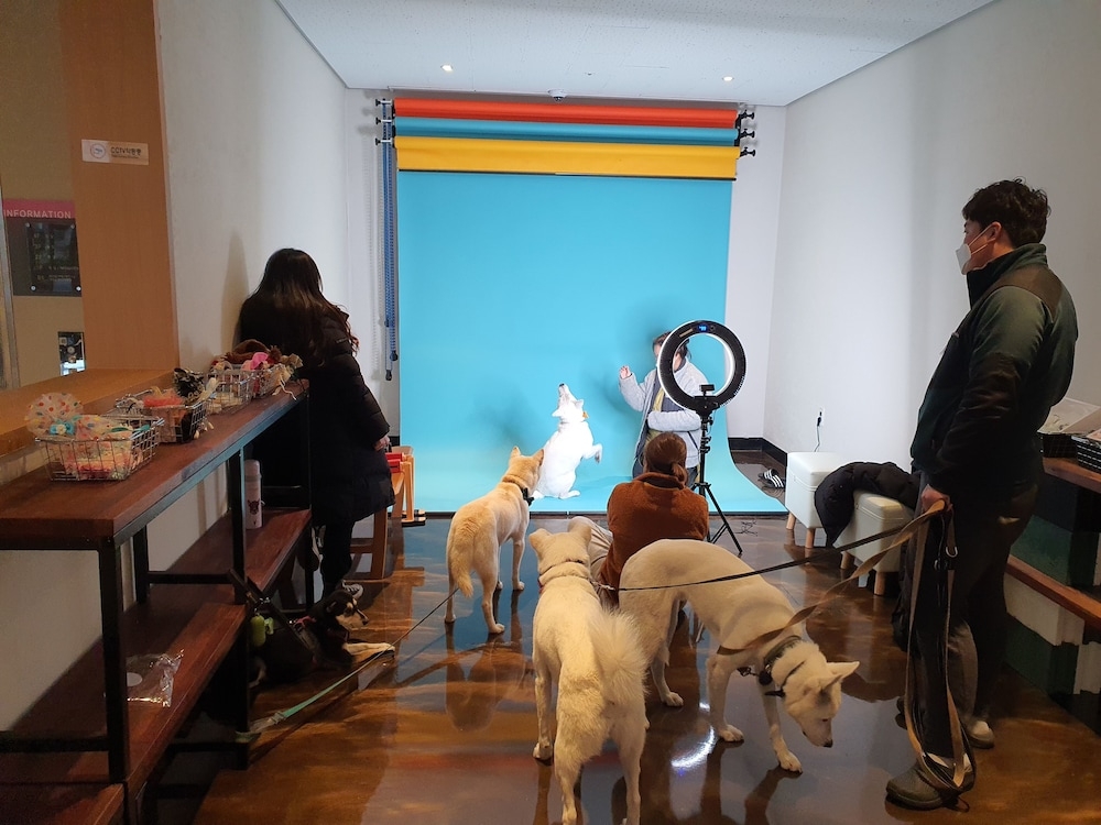 반려동물 동반 가능