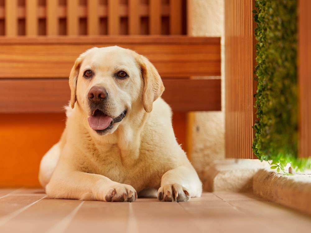 반려동물 동반 가능