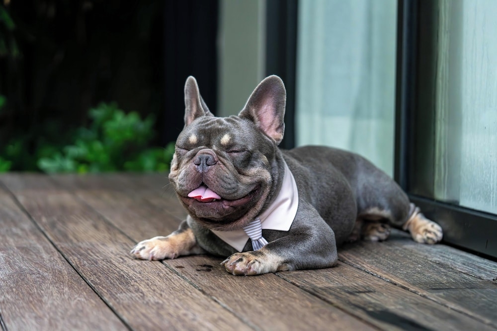 반려동물 동반 가능