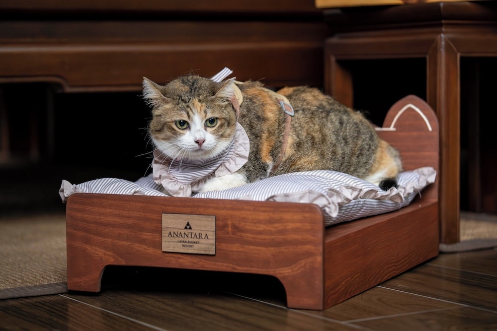 반려동물 동반 가능