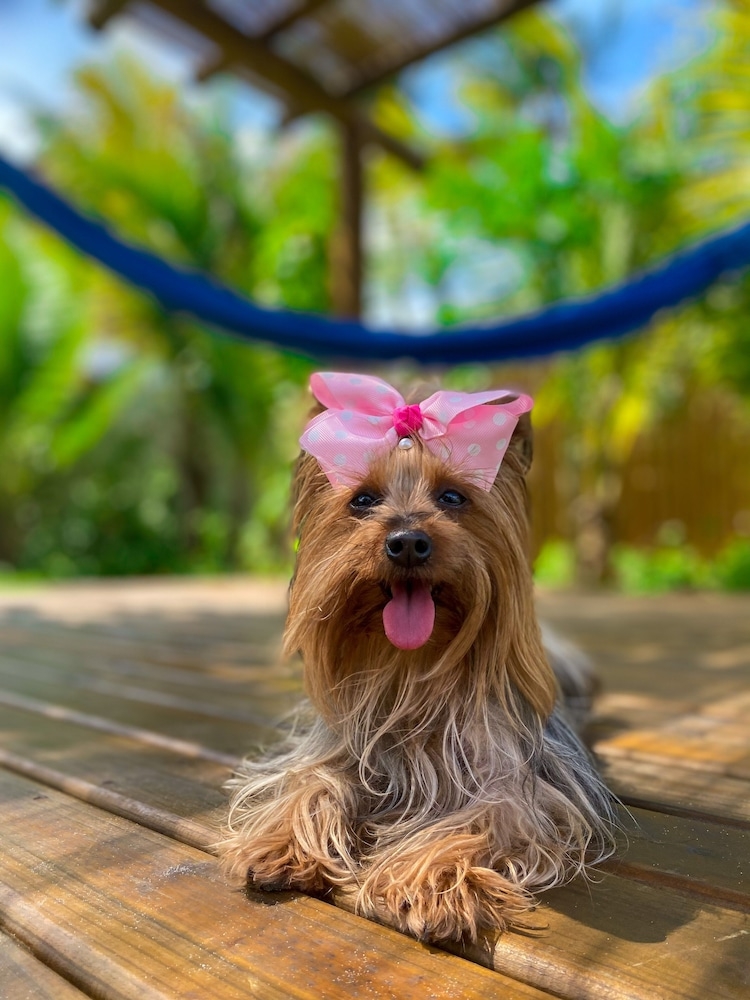 반려동물 동반 가능