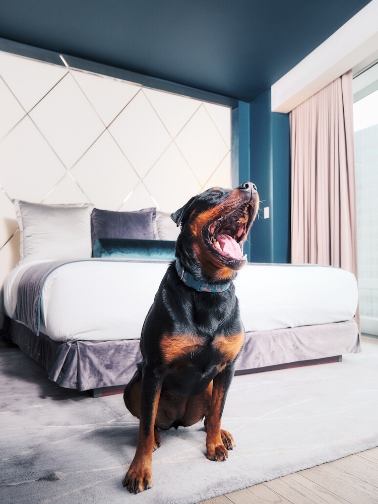 반려동물 동반 가능