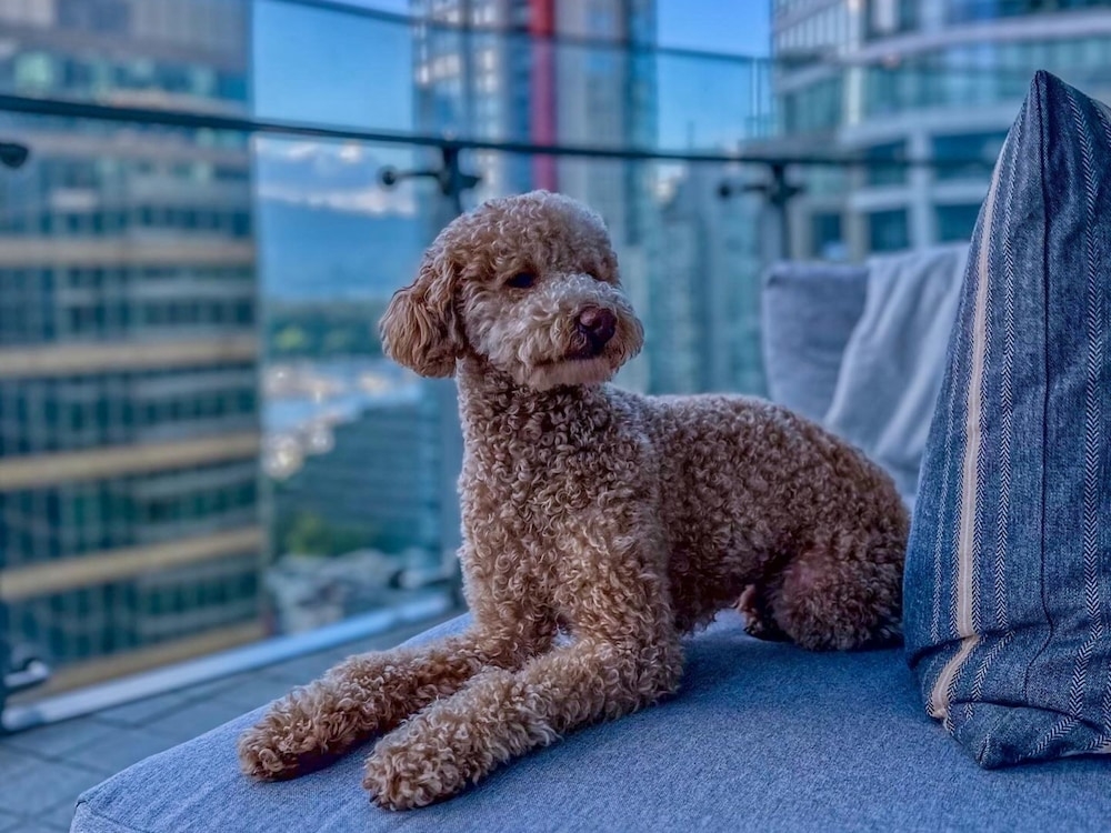 반려동물 동반 가능