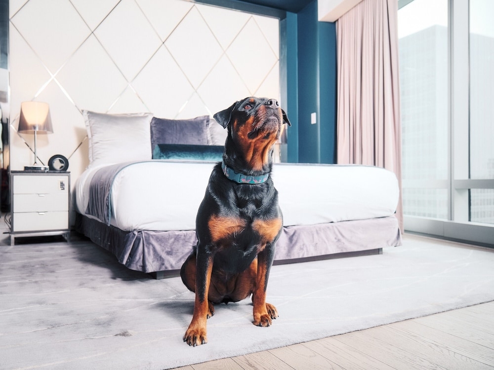 반려동물 동반 가능