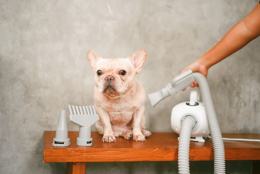 반려동물 동반 편의 시설