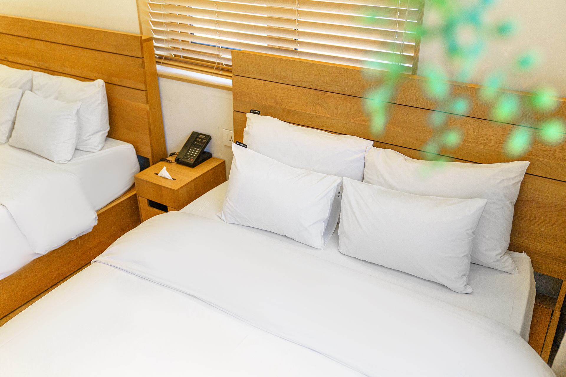 본관春) 로얄패밀리 트윈