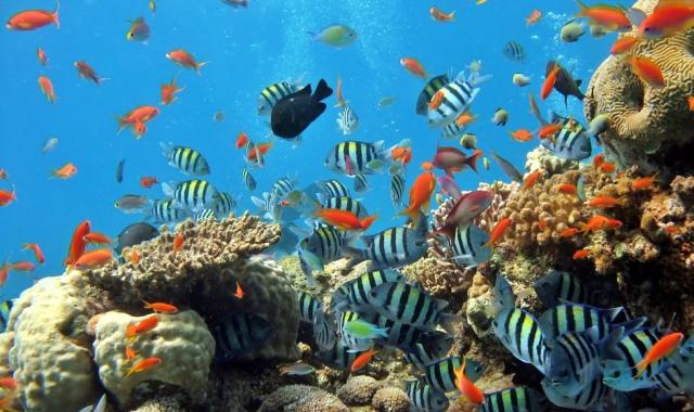 푸꾸옥 혼똔섬 케이블카 & 스노클링 4섬 호핑 투어 (WAUG Exclusive)