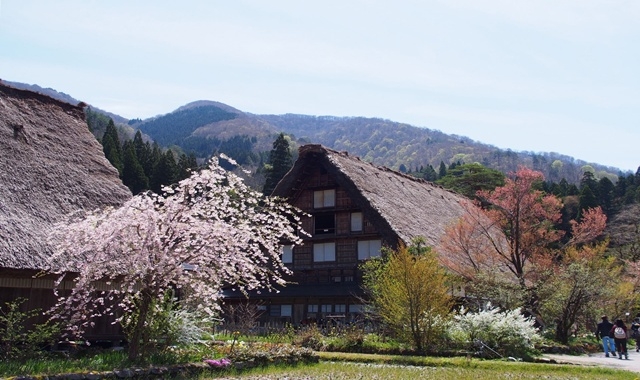 시라카와고 히다 다카야마 일일 투어 (나고야역 출발 / 히다규 점심 옵션)
