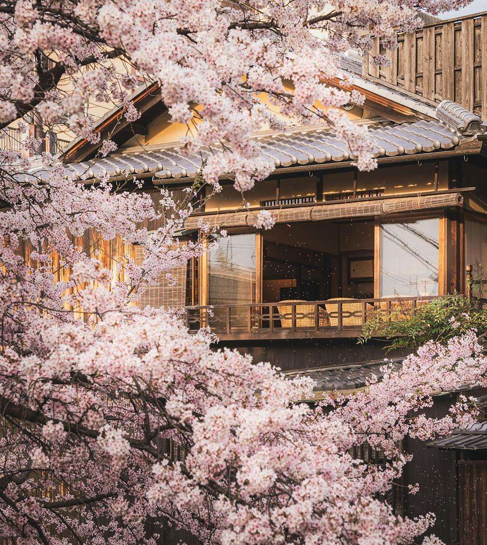 벚꽃으로 물드는 도시, 지금 준비하는 교토 여행