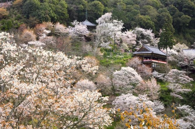 죽림원 군방원,요시노호텔,요시노숙소