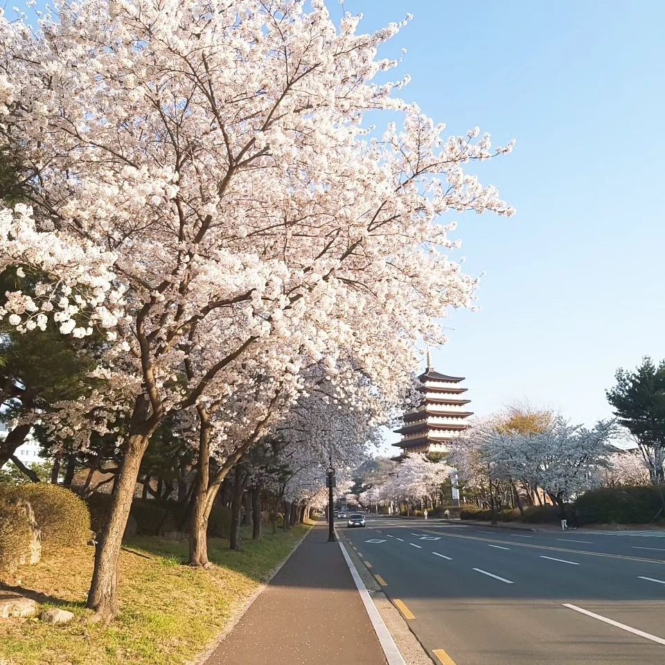 벚꽃 호텔, 경주 벚꽃 호텔, 경주 벚꽃, 경주 벚꽃 축제 일정, 경주 벚꽃 여행