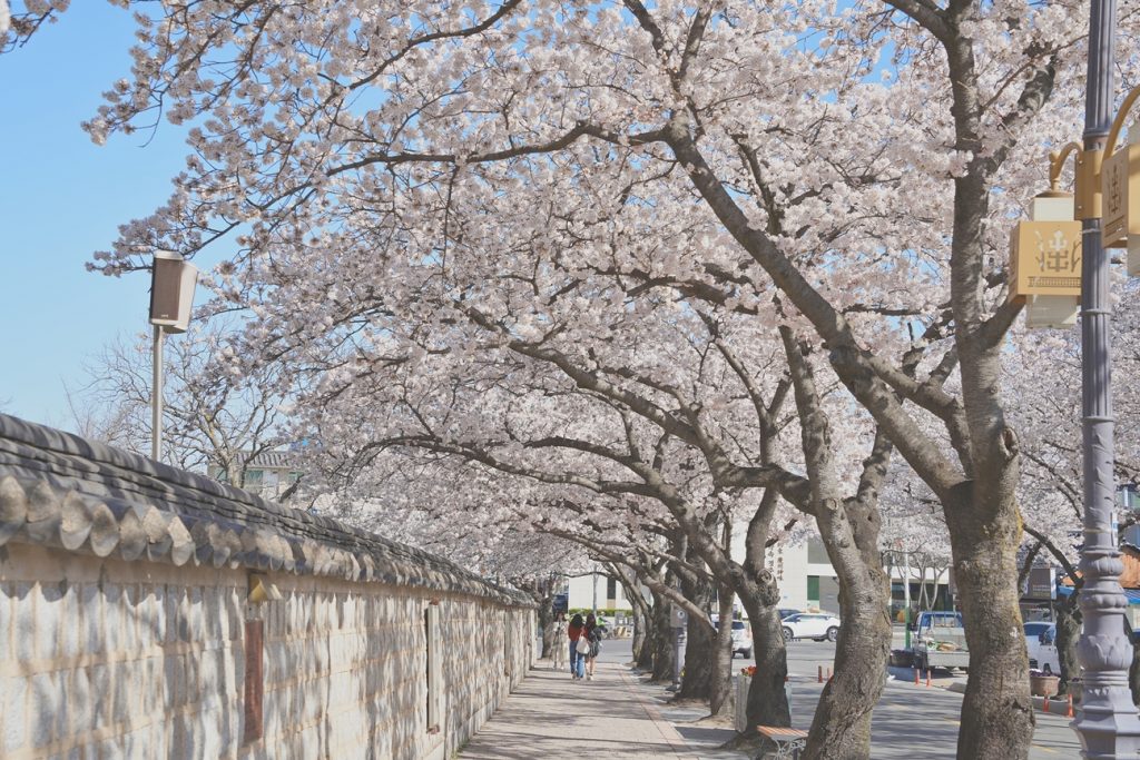벚꽃 호텔, 경주 벚꽃 호텔, 경주 벚꽃, 경주 벚꽃 축제 일정, 경주 벚꽃 여행