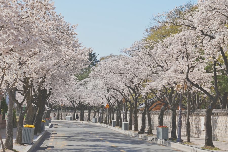벚꽃 호텔 추천, 2024 경주 벚꽃 축제 일정 알아보기
