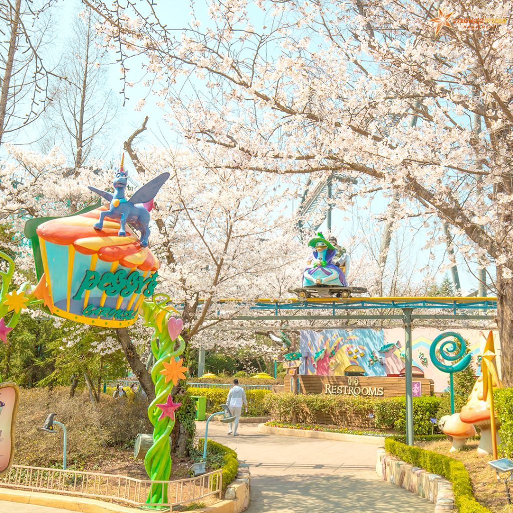 벚꽃 호텔, 경주 벚꽃 호텔, 경주 벚꽃, 경주 벚꽃 축제 일정, 경주 벚꽃 여행
