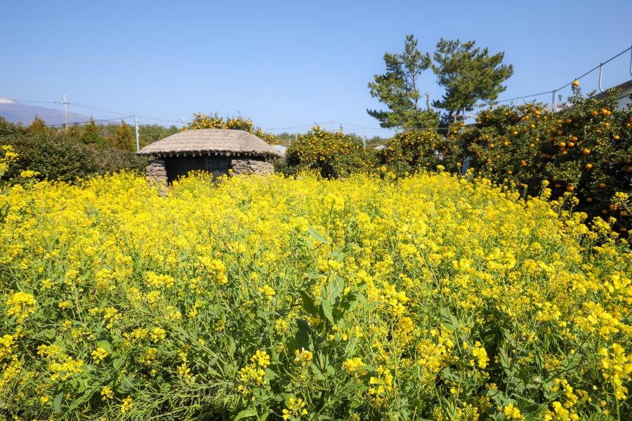 국내 봄 여행지, 국내 봄 여행지 추천, 봄 여행지 추천, 국내 3월 여행지, 국내 4월 여행지 
