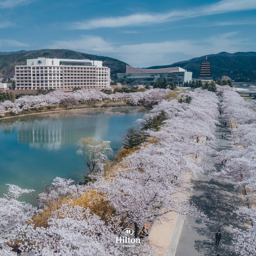 벚꽃 호텔, 경주 벚꽃 호텔, 경주 벚꽃, 경주 벚꽃 축제 일정, 경주 벚꽃 여행