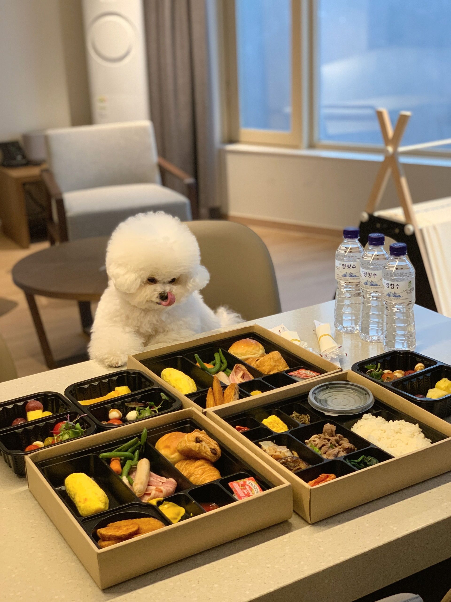 강원도 애견동반 숙소, 강원도 애견동반 호텔, 강원도 펫캉스, 강원도 숙소