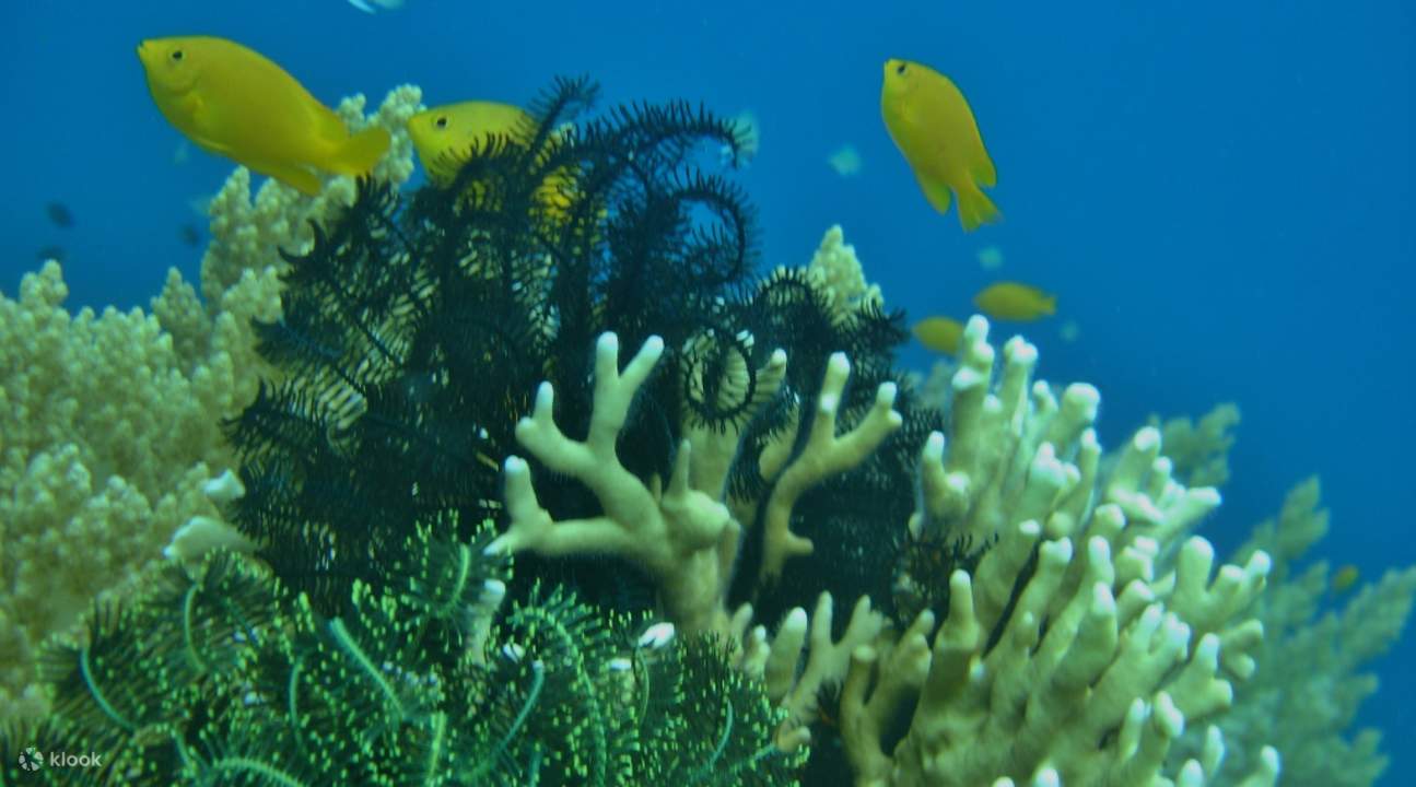 보홀 리조트 추천, 보홀 리조트, 보홀 여행, 보홀 숙소, 보홀 가족여행
