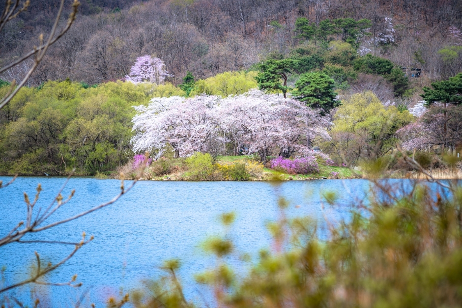 봄 국내여행지 추천, 3월 가볼만한 곳, 봄나들이, 봄꽃명소