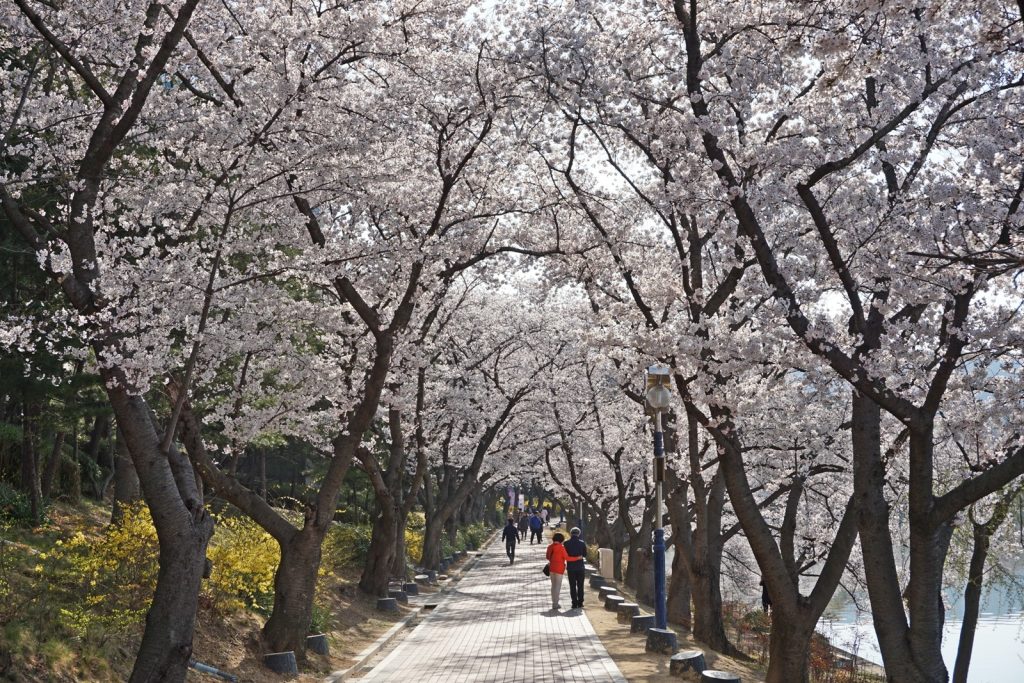 봄 주말여행지 추천 경주